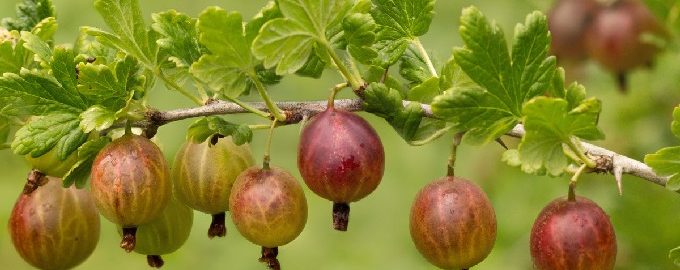 Compote de groseille pour l'hiver en pot de 3 litres